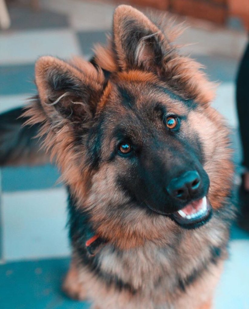 How to train a German Shepherd