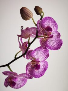 how to take care of orchids well