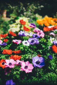 How to Improve Your Health by Gardening