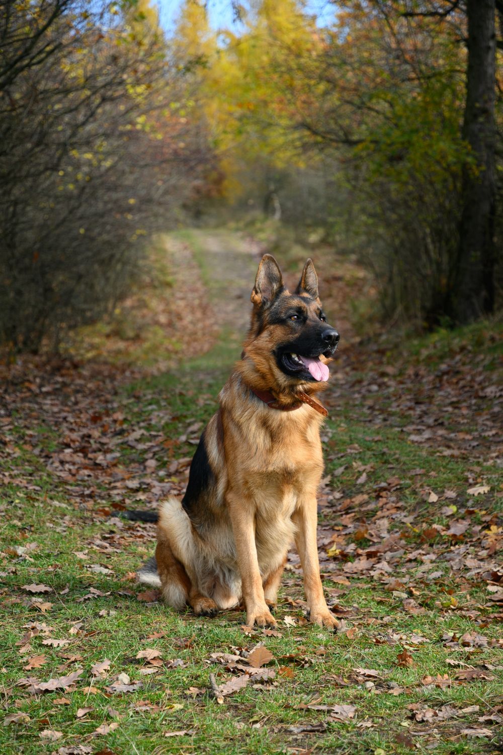 How to train a German Shepherd